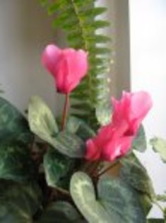 ciclamen1