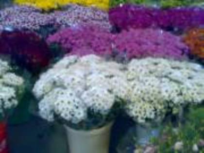 export-flori-taiate-pentru-rominia-iid-61630228