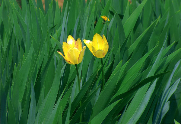 Flori - Sorin Dan Gavriliuc 