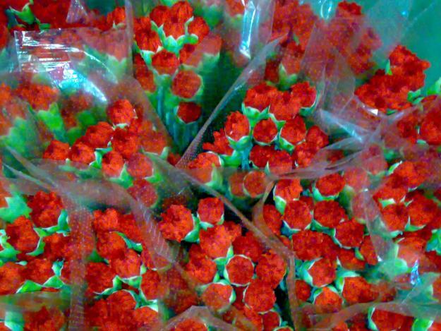 Fotografii de  EXPORT FLORI TAIATE PENTRU ROMINIA