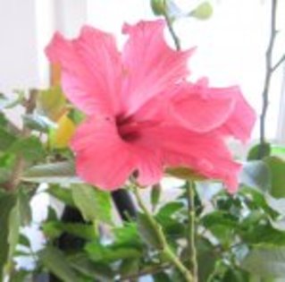 hibiscus1