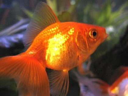goldfish - un peste de aur
