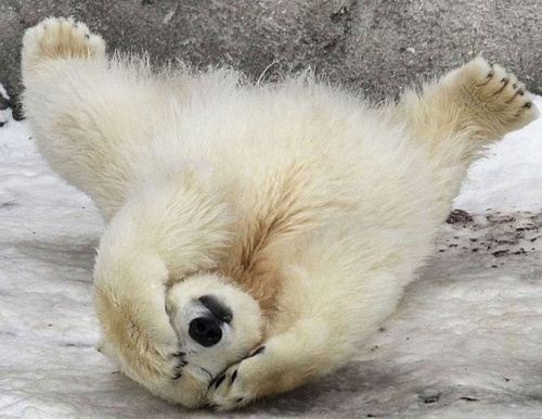 ursul-polar-care-si-acopera-ochii - un peste de aur