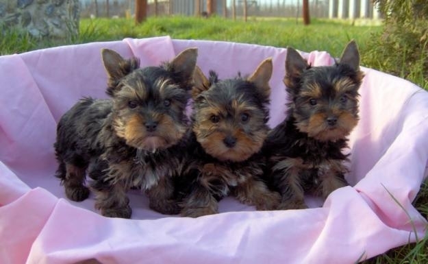 Fotografii de  de vanzare catei YORKSHIRE TERRIER TOY, vand pui de YORKIE MINI,catei de talie mica - 28 timisoara vand yorkshire terrier pui