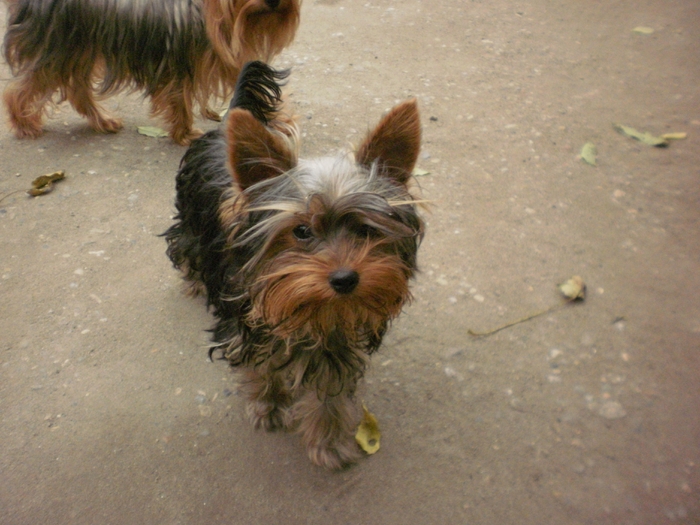 lisa si lory - 01  arad anca YORKAHAIRE TERRIER MATURI