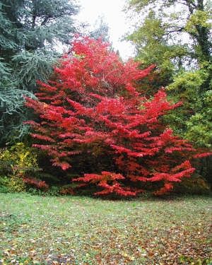 Arbore de fier persan (Parrotia persica)