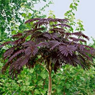 Arbore de m?tase Cioco (Albizia Summer Chocolate) - Arbusti ornamentali