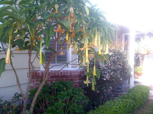 brugmansia - Arbusti ornamentali