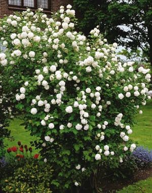 C?lin (Viburnum opulus \'Roseum\') - Arbusti ornamentali