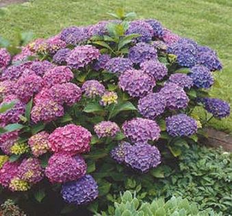 Hortensia , albastru (Gatenhortensia Blau)