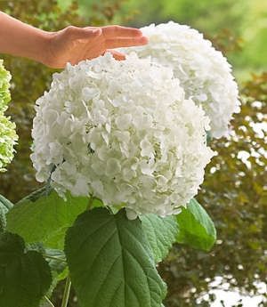 Hortensie uriasa Incredible (Riesen-Garten-Hortensie Incredible® (Hydrangea arborescens)) - Arbusti ornamentali