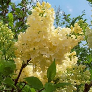Liliac crem, parfumat Primerose. (Edel-Duft-Flieder Primerose) - Arbusti ornamentali