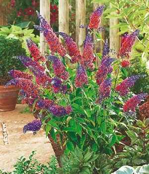 Liliac de vara Flower Power (Buddleila Flower Power)