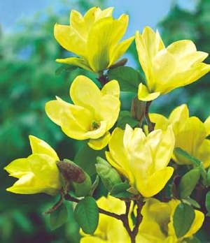 Magnolie galben? (Magnolia \'Yellow River\')