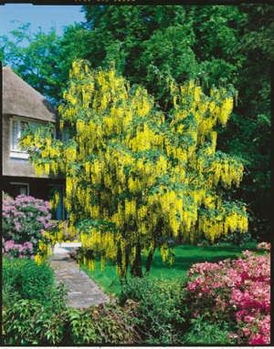 Ploaia de aur - Arbusti ornamentali