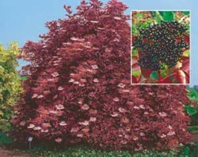 Soc cu frunze ro?ii (Sambucus nigra Red Holy(Dufter Holunder Holly)) - Arbusti ornamentali