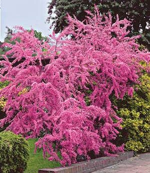 Tamarix (Tamarix tetrandra) - Arbusti ornamentali