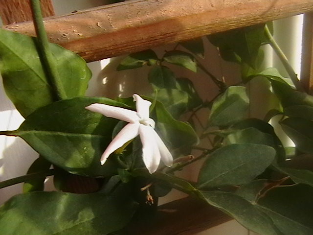 jasminum