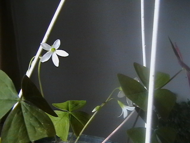 oxalis verde cu floare alba