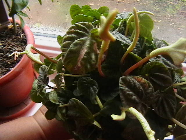peperomia cu frunza verde am pierdut-o - oxigenul din case 2011