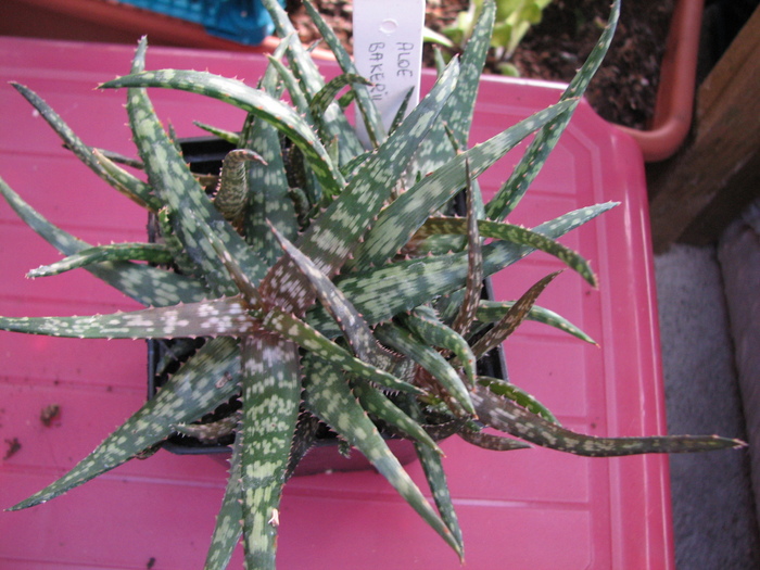 19.01.2011; Colectia Ciprian Suta
