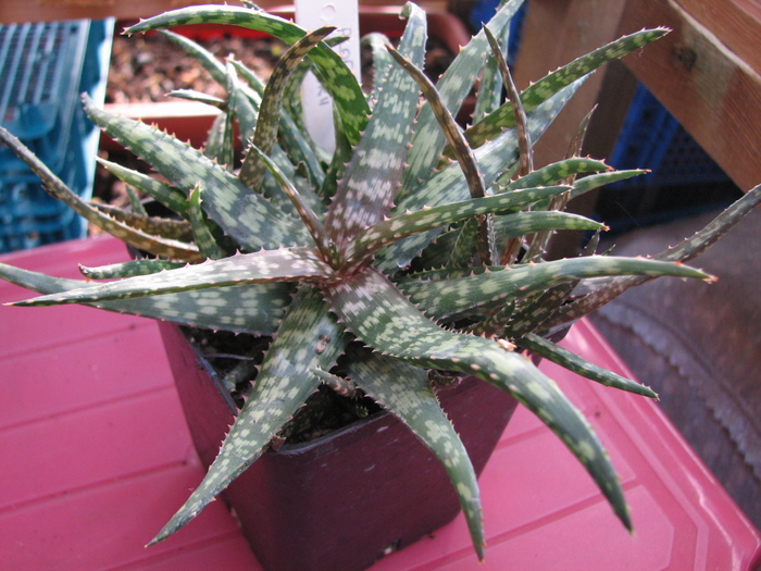 19.01.2011; Colectia Ciprian Suta
