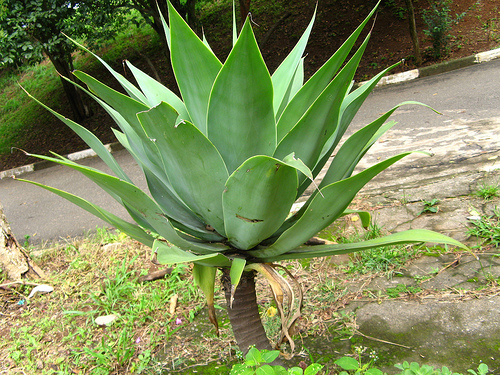 agave-attenuata - poze depe net cu flori