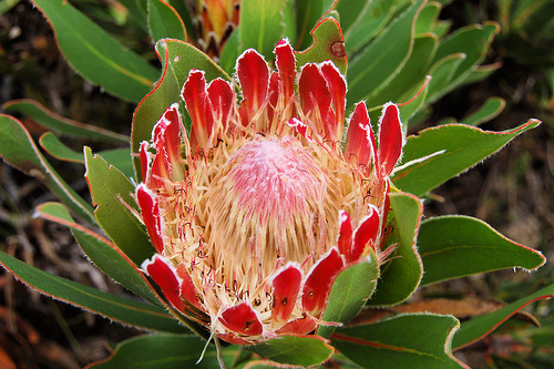 proteas - poze depe net cu flori