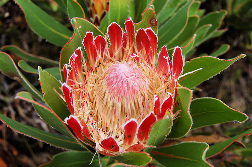 proteas