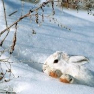 wallpaper-de-iarna_iepusas-alb-in-zapada-150x150