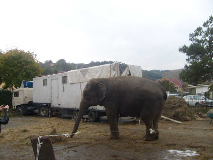 S6304016 - e lefant