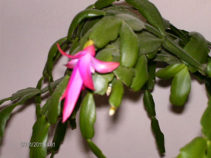 se deschide bobocul...