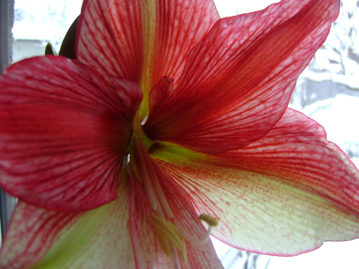  - AMARYLLIDACEAE-Hippeastrum
