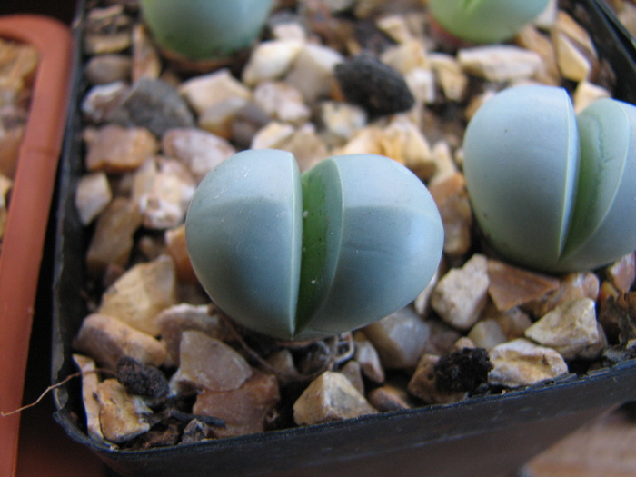 19.01.2011; Colectia Ciprian Suta
