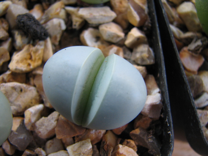 19.01.2011; Colectia Ciprian Suta
