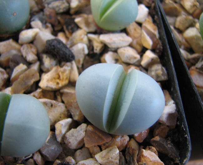 19.01.2011; Colectia Ciprian Suta
