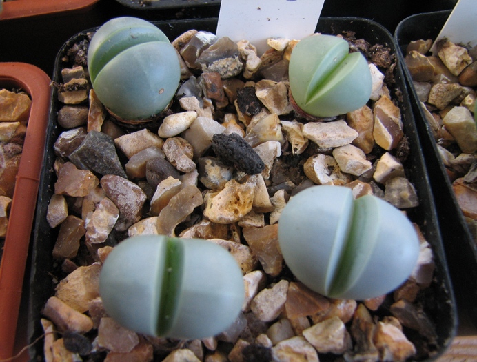 19.01.2011; Colectia Ciprian Suta
