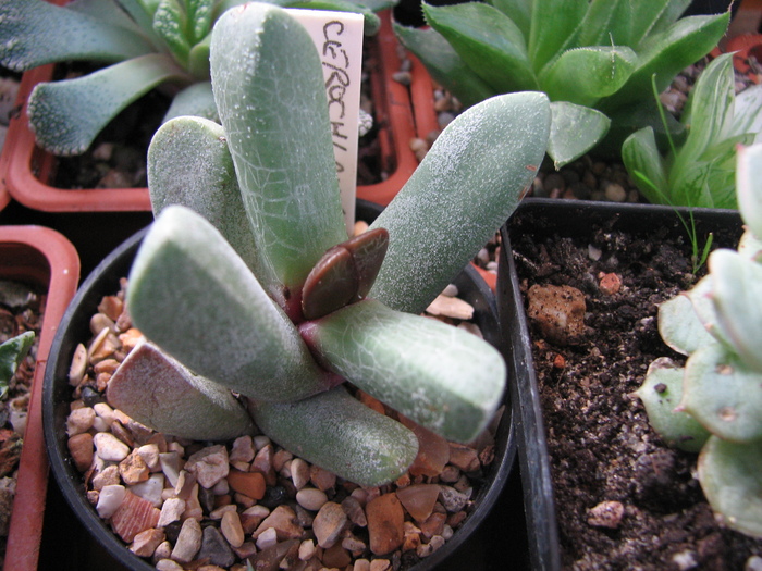 19.01.2011 - pachyphylla