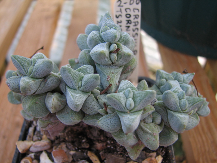 TS210 - 19.01.2011; Colectia Ciprian Suta
