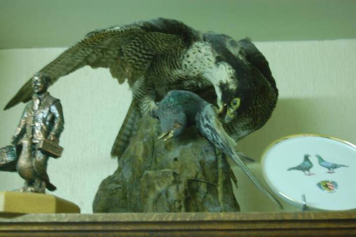 PRADATOR nr 1 - Muzeu Columbofil