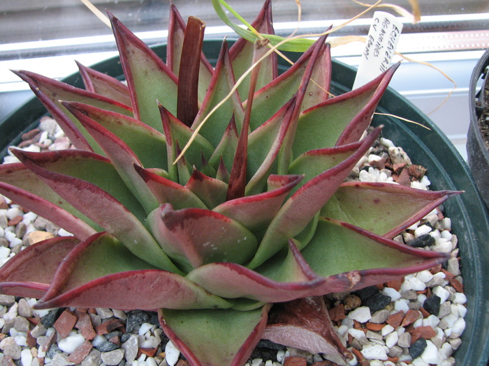 19.01.2011 - agavoides