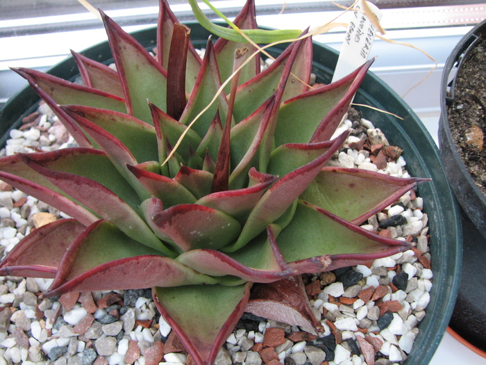 19.01.2011 - agavoides