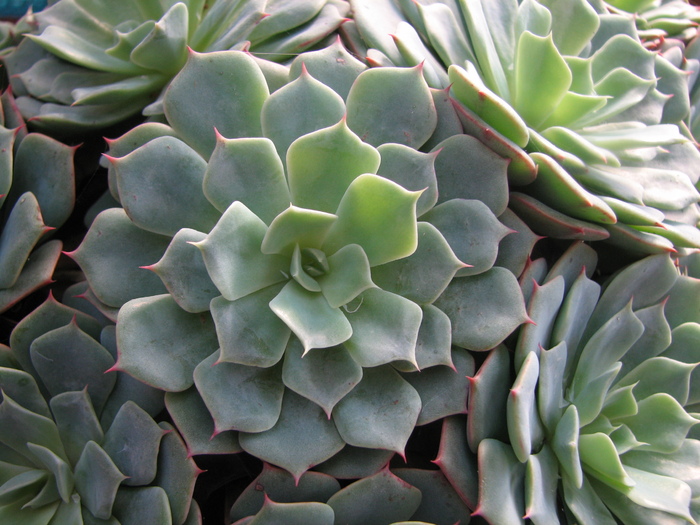 19.01.2011 - Echeveria glauca