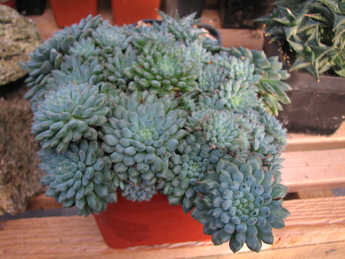 19.01.2011; Colectia Ciprian Suta
