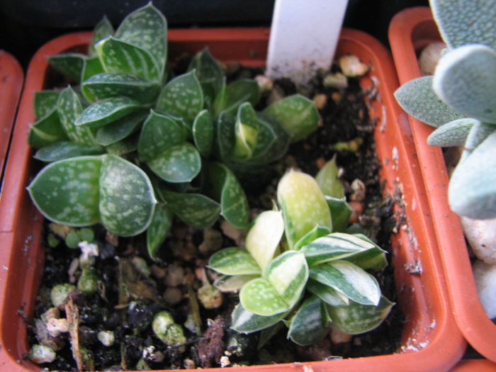 v. variegata - 19.01.2011; Colectia Ciprian Suta
