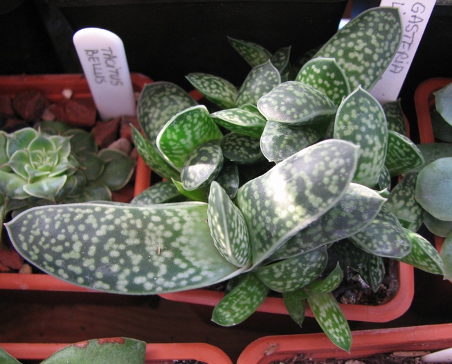 19.01.2011; Colectia Ciprian Suta
