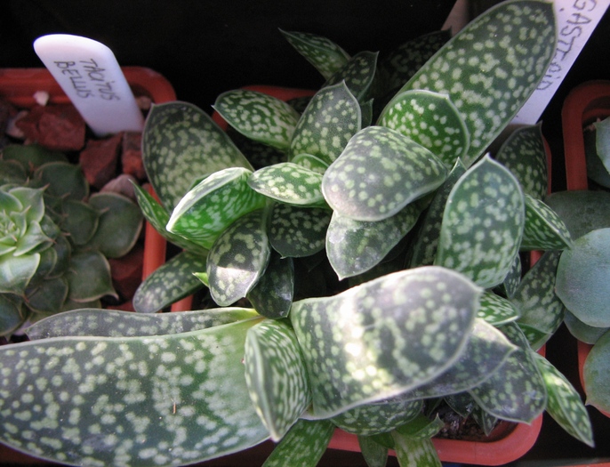 19.01.2011; Colectia Ciprian Suta
