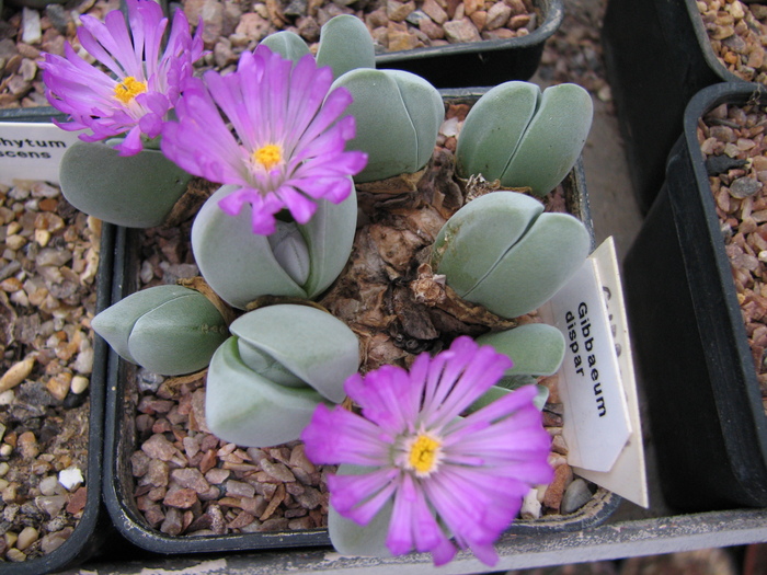 Decembrie 2010; Colectia Ciprian Suta
