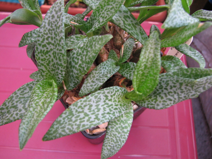 19.01.2011 - pauciflora