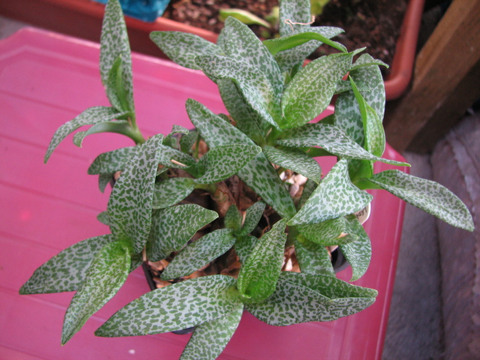19.01.2011 - pauciflora